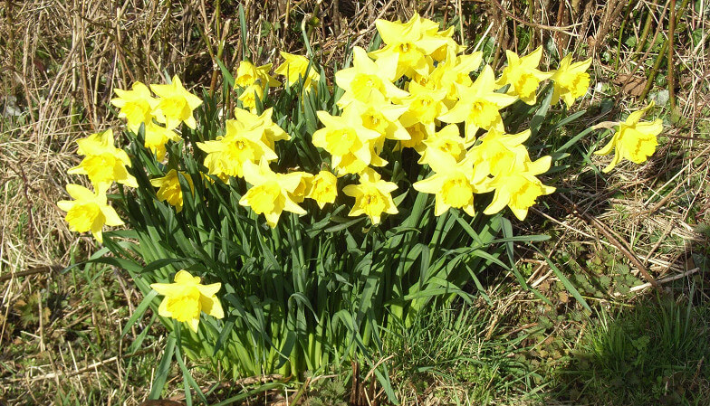 About 30 daffodils growing wild